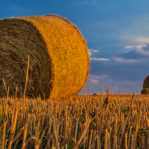 sfaturi agricultura