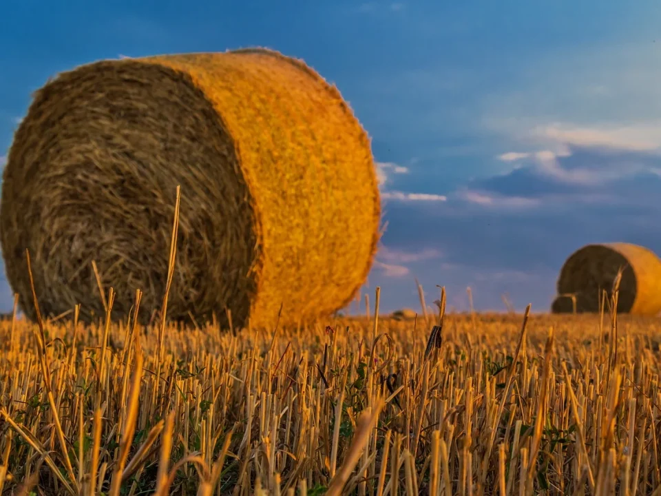 sfaturi agricultura