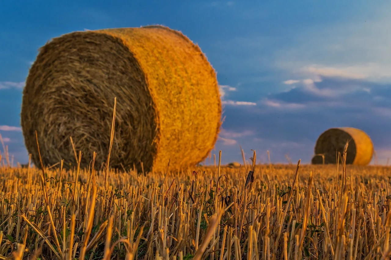 sfaturi agricultura