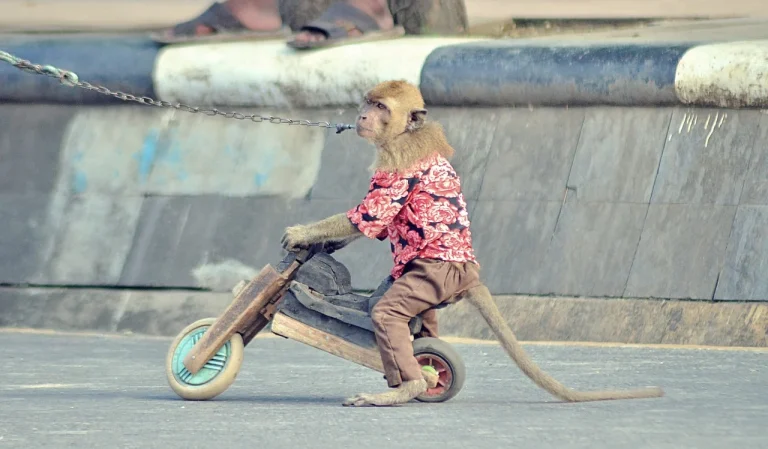 Cod Caen 5610 restaurante